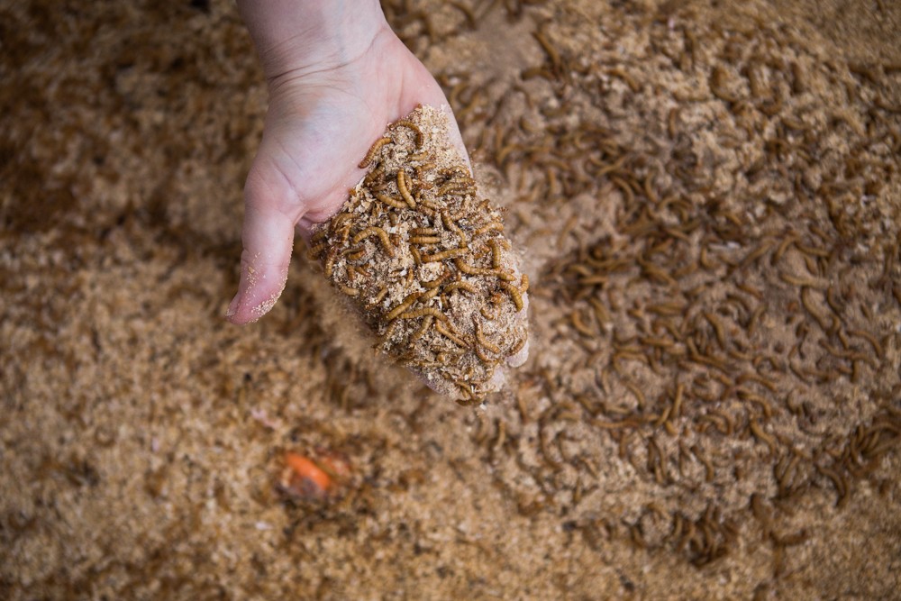 Mealworms Alive