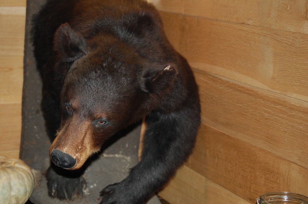 StuffedBear1