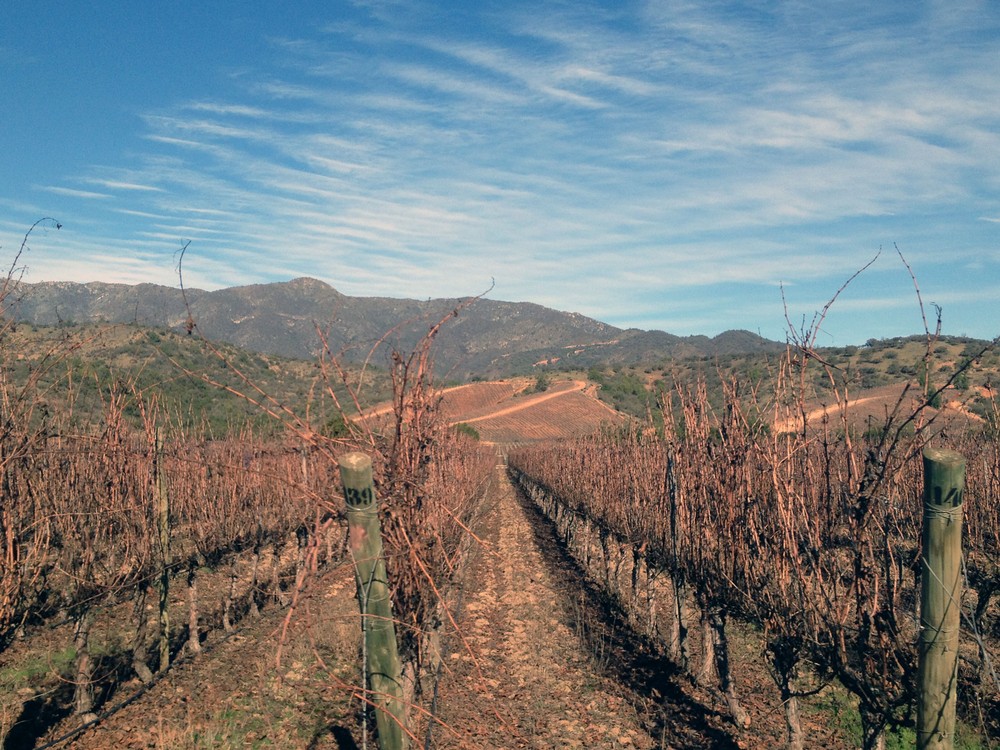 chile-wine-producer-valley