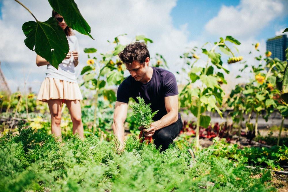 jake-picking-carrots