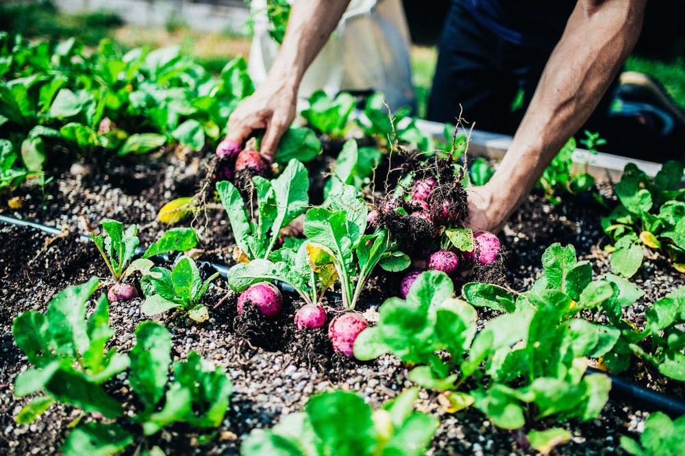 munchies-garden-radishes