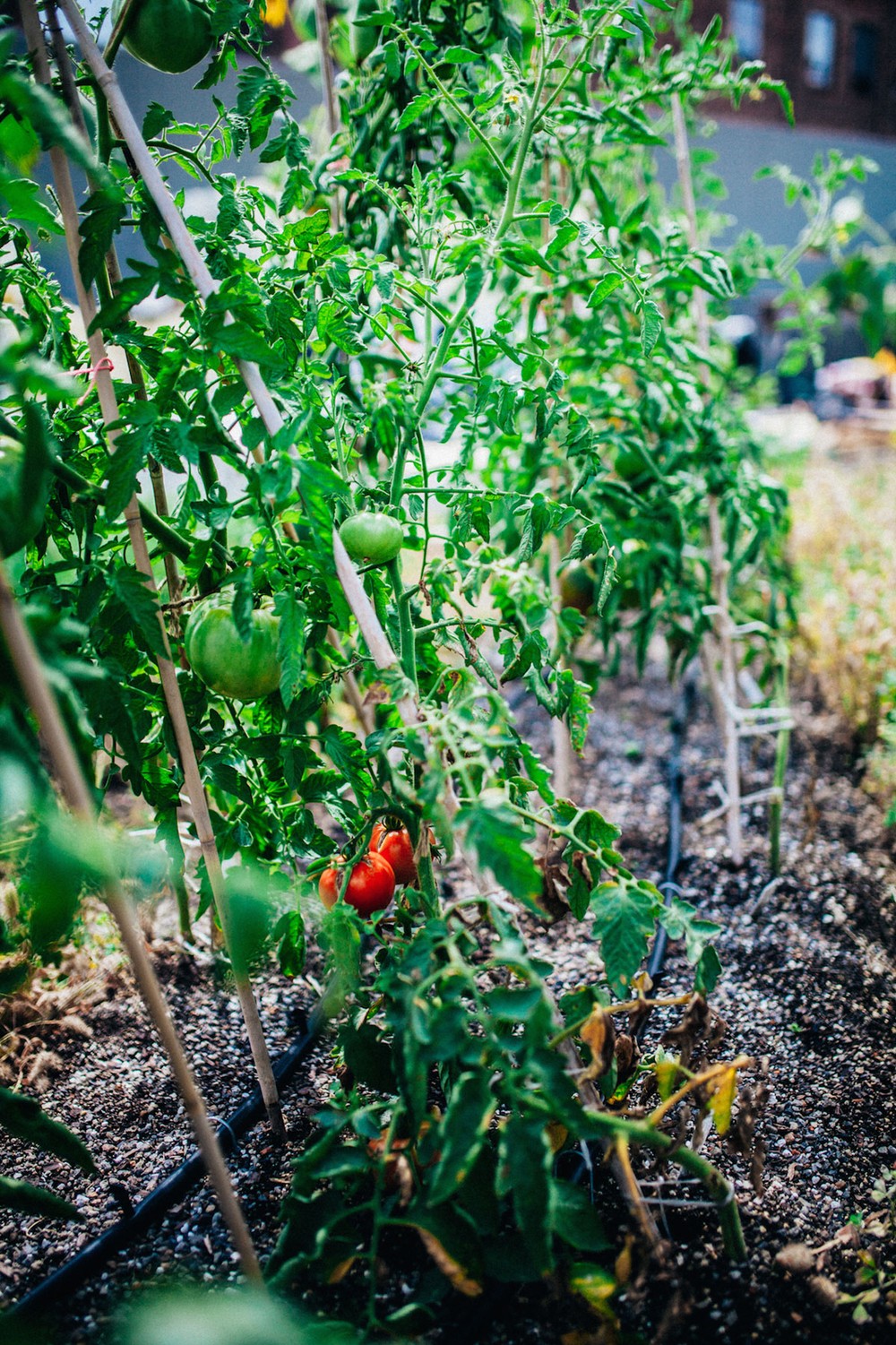 munchies-tomato-vine