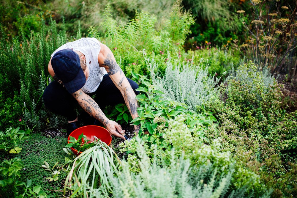 sam-foraging-for-pineapple-sage