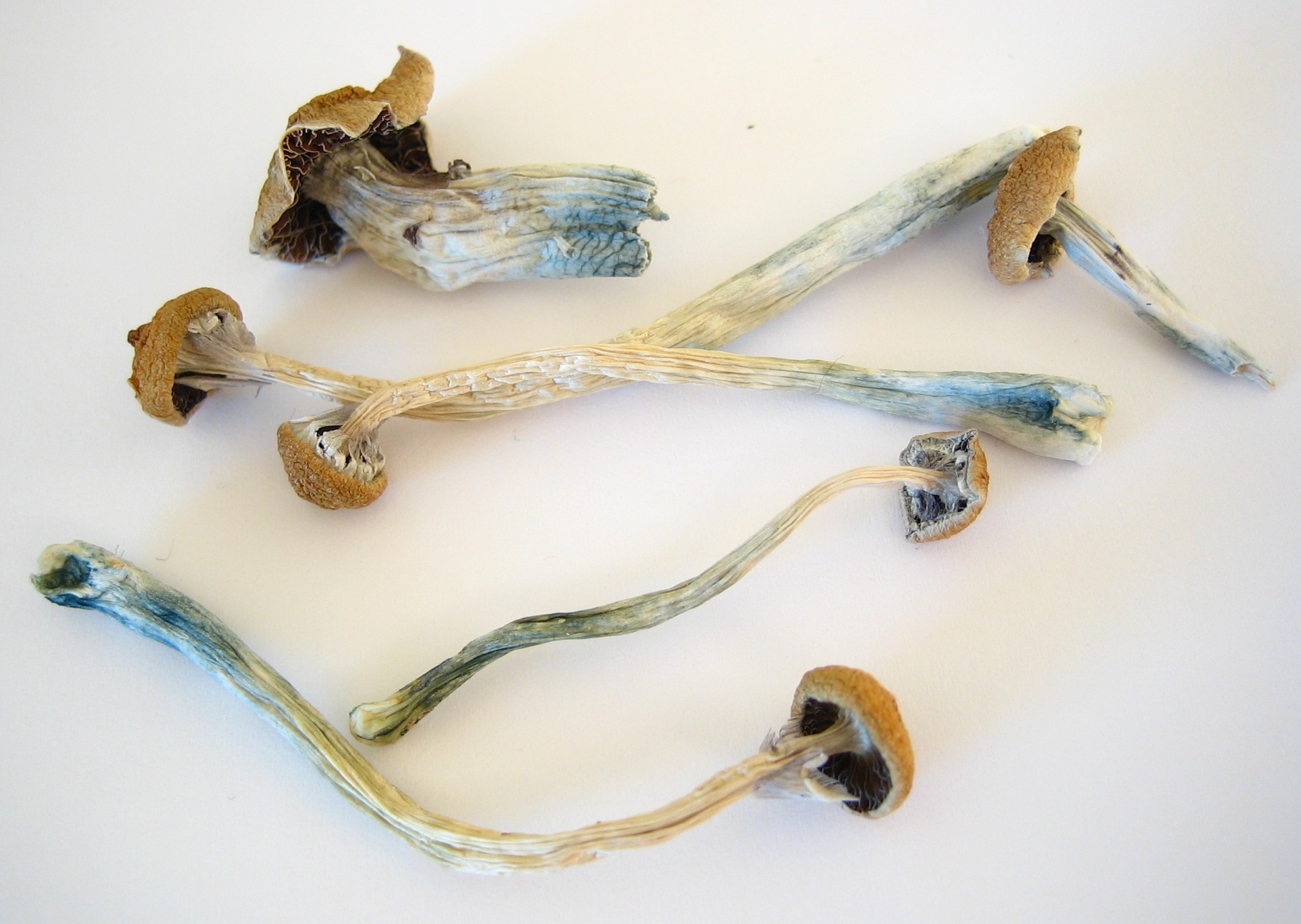 Here S Sobering Info On Bad Shroom Trips Amidst The Psychedelic Renaissance