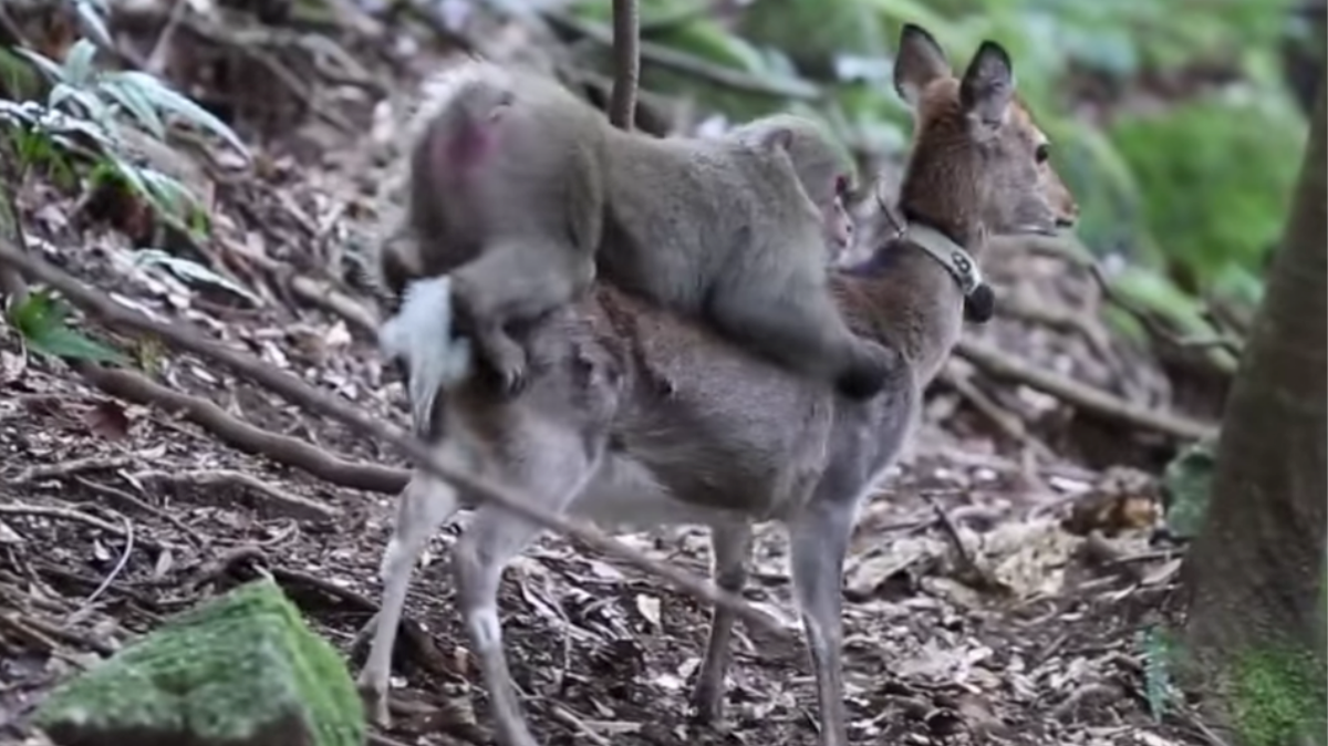 Guarda un incontro amoroso tra un cervo e un macaco