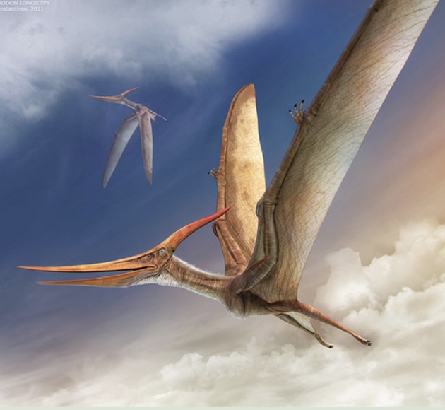 smallest pterosaur