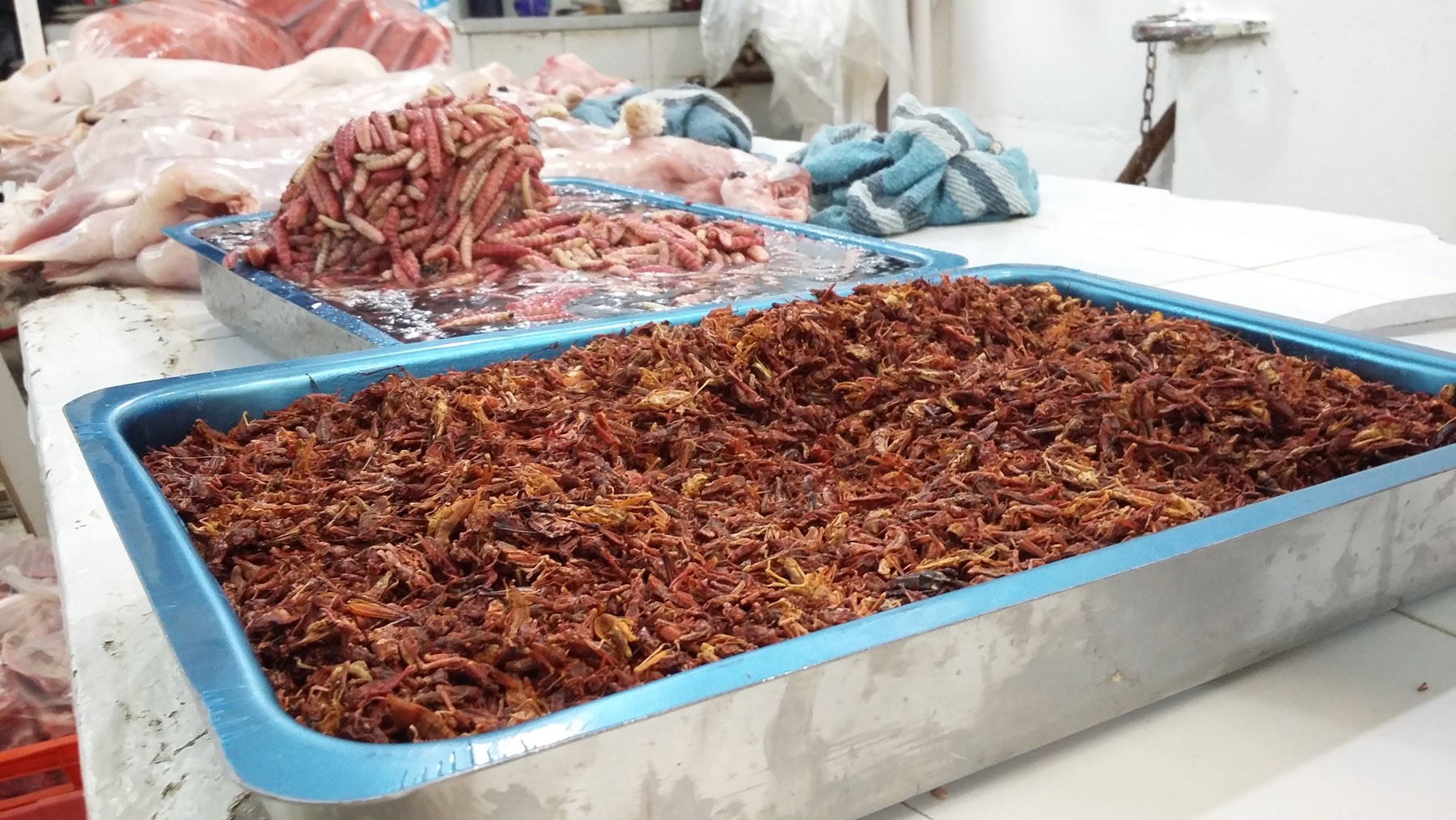 Inside the Mexico City Market That Serves Lion Steak and Tiger Burgers