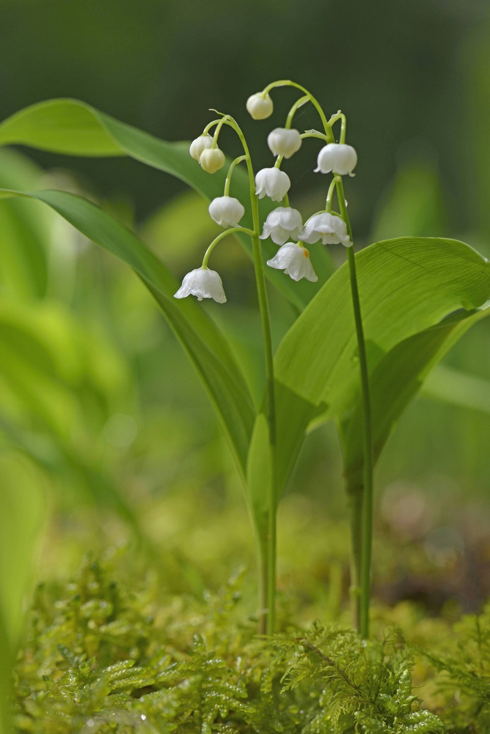 Maiglˆckchen Convallaria majalis Emsland Niedersachsen Deutschland Europa iblenh03895220 jpg