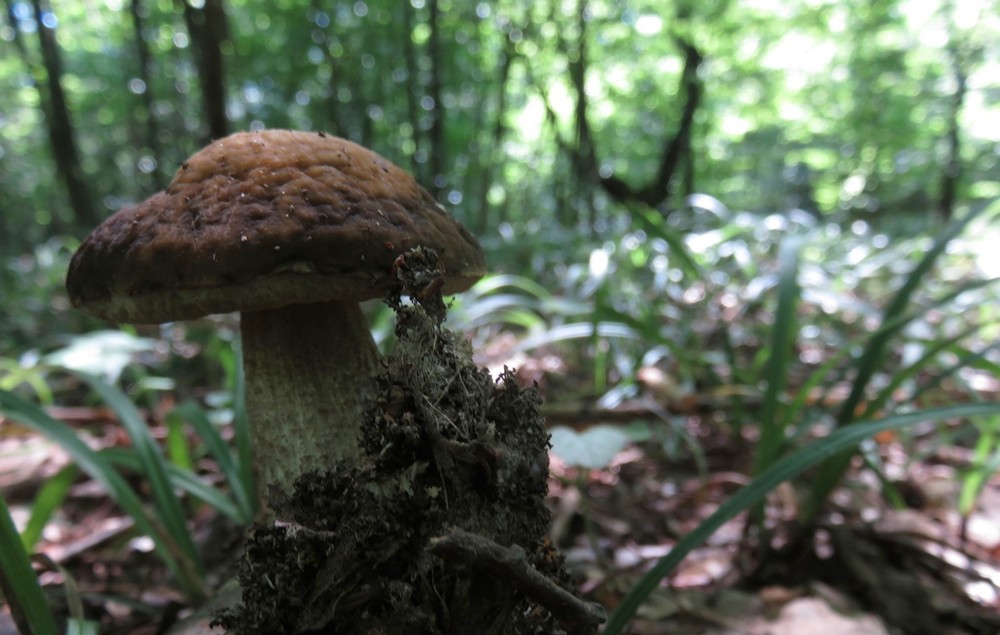 bolete-find