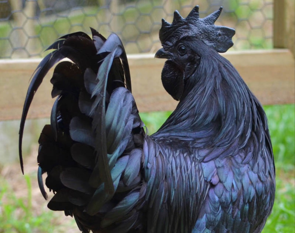 zwarte kip heeft magische krachten
