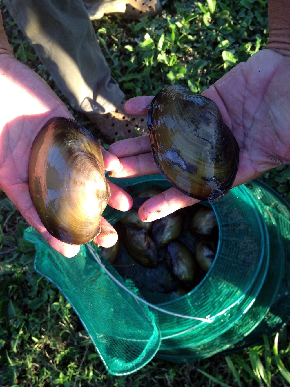 clam-bolivia-freshwater