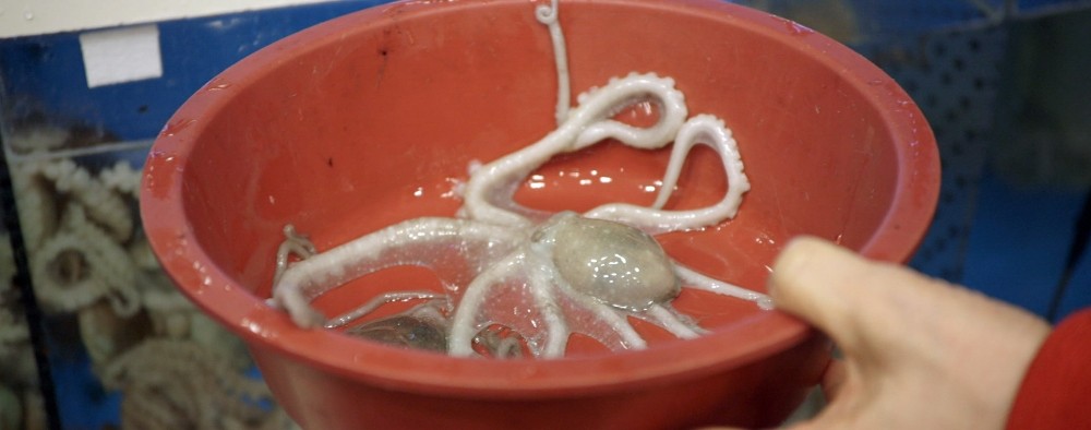 live-octopus-3