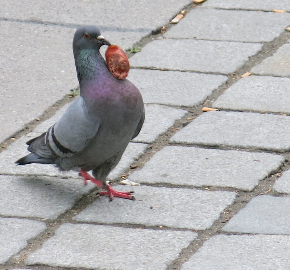 Eine Taube mit einem Stück Käsekrainer im Schnabel