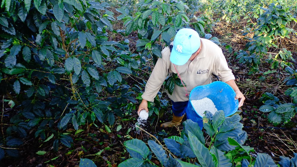 trapcoffee_08 plantación