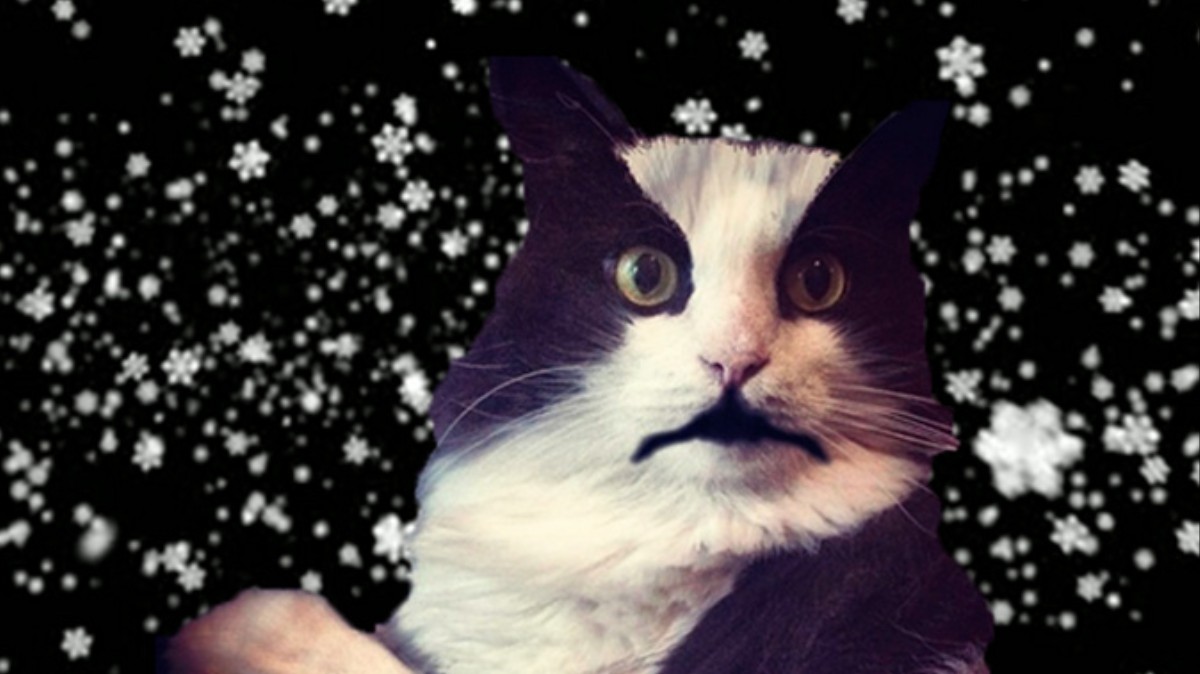 We Interviewed a Bunch of Black Metal Cats; Yes, Actual Cats