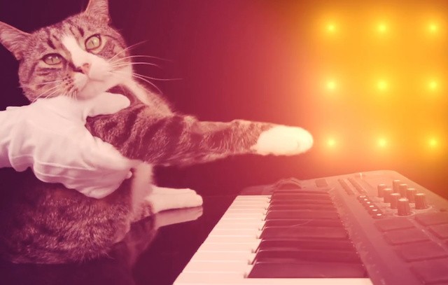 Katze Haifischkostüm Staubsauger