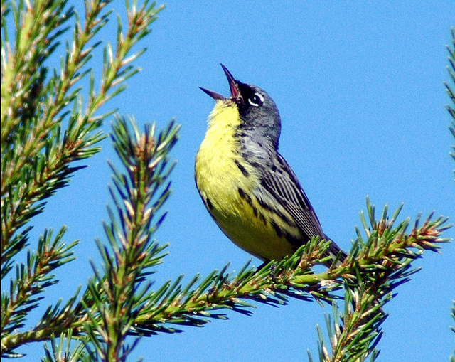 Birds found using human musical scales for the first time, Science