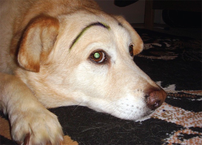 sharpie eyebrows dog