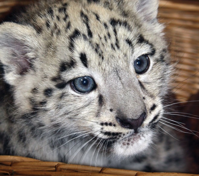 baby snow leopards with blue eyes