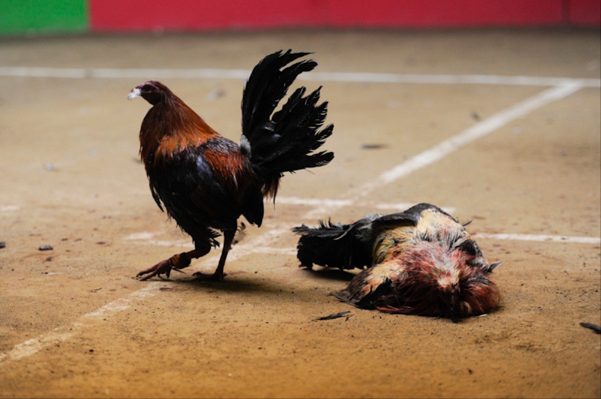 Gallos De Pelea A Un Solo Round Vice