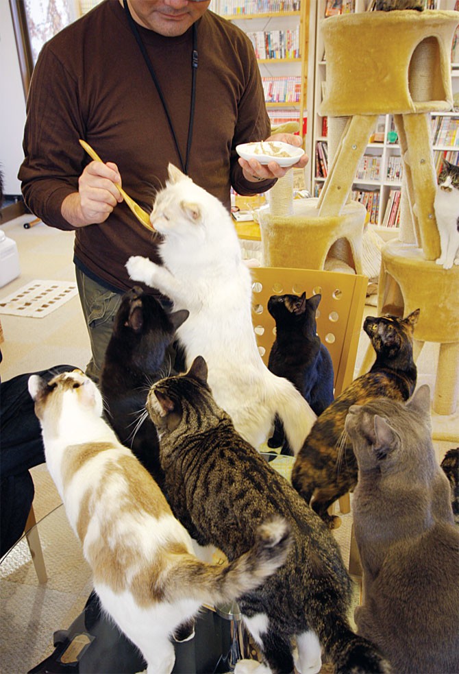 Hungarian Cat Cafe - Love Meow