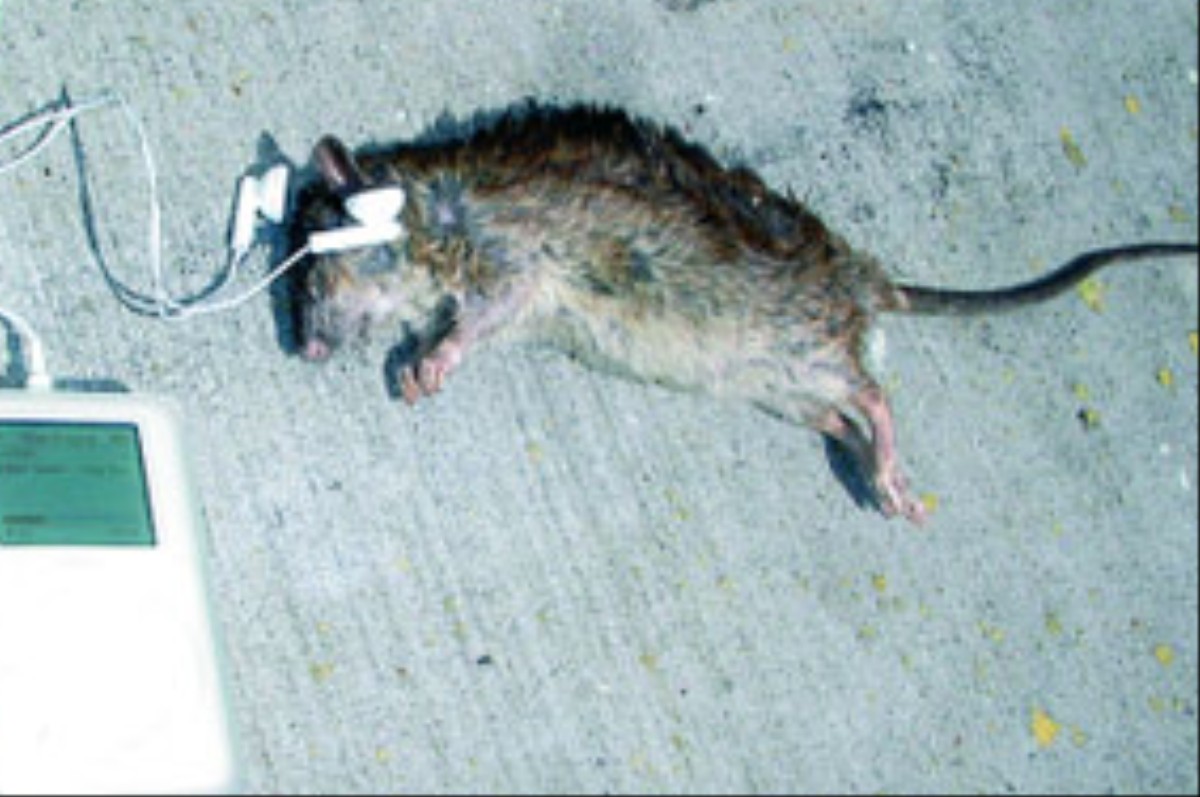 grottobeasts-on-twitter-here-comes-the-giant-rat-along-with-its