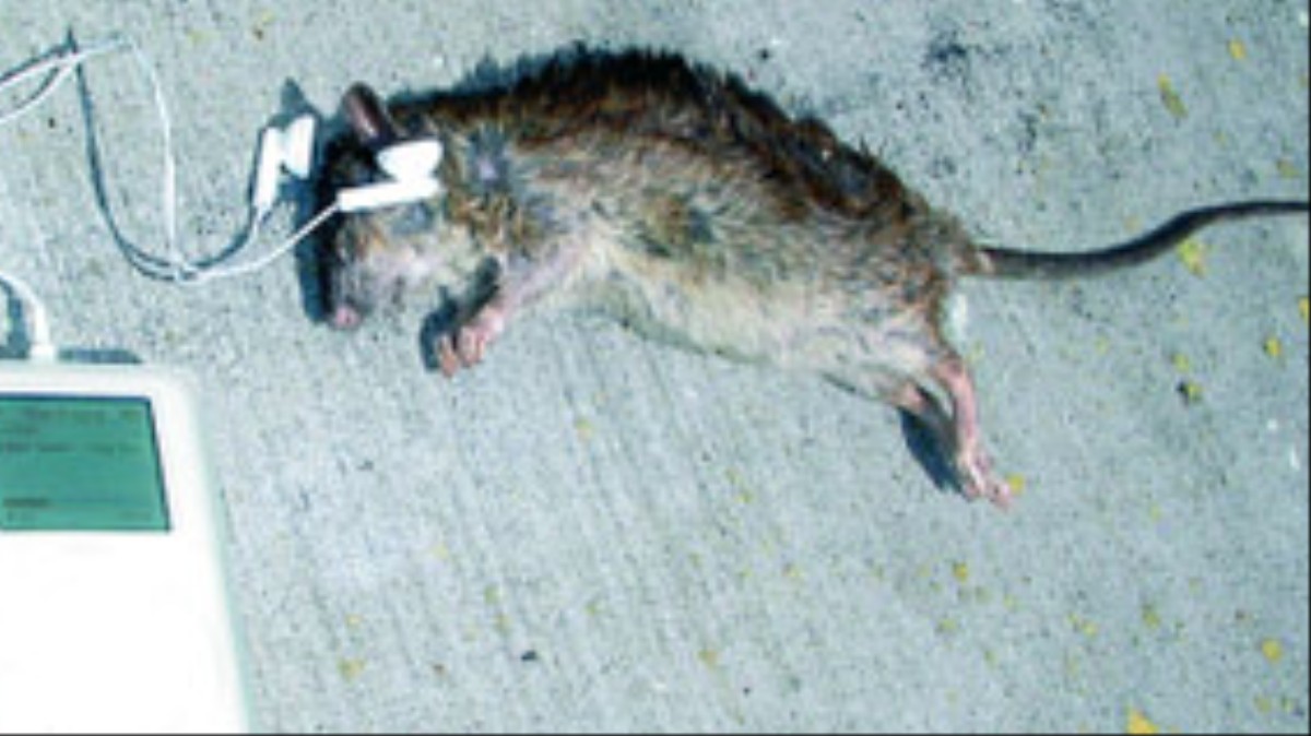 10 Things To Do With A Dead Rat VICE grottobeasts-on-twitter-here-comes-the-giant-rat-along-with-its