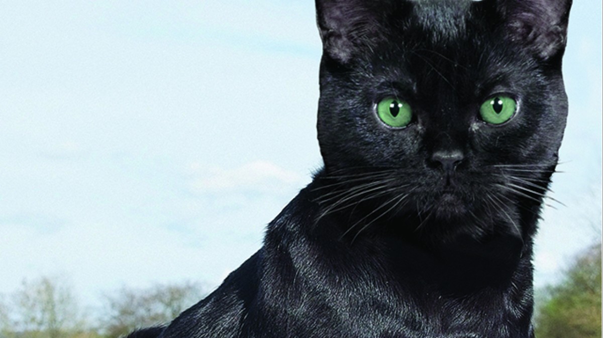 KuppyCats! VICE