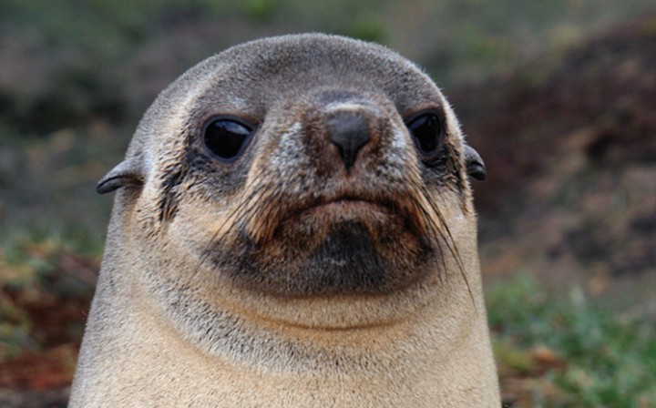 Seals Are A image picture