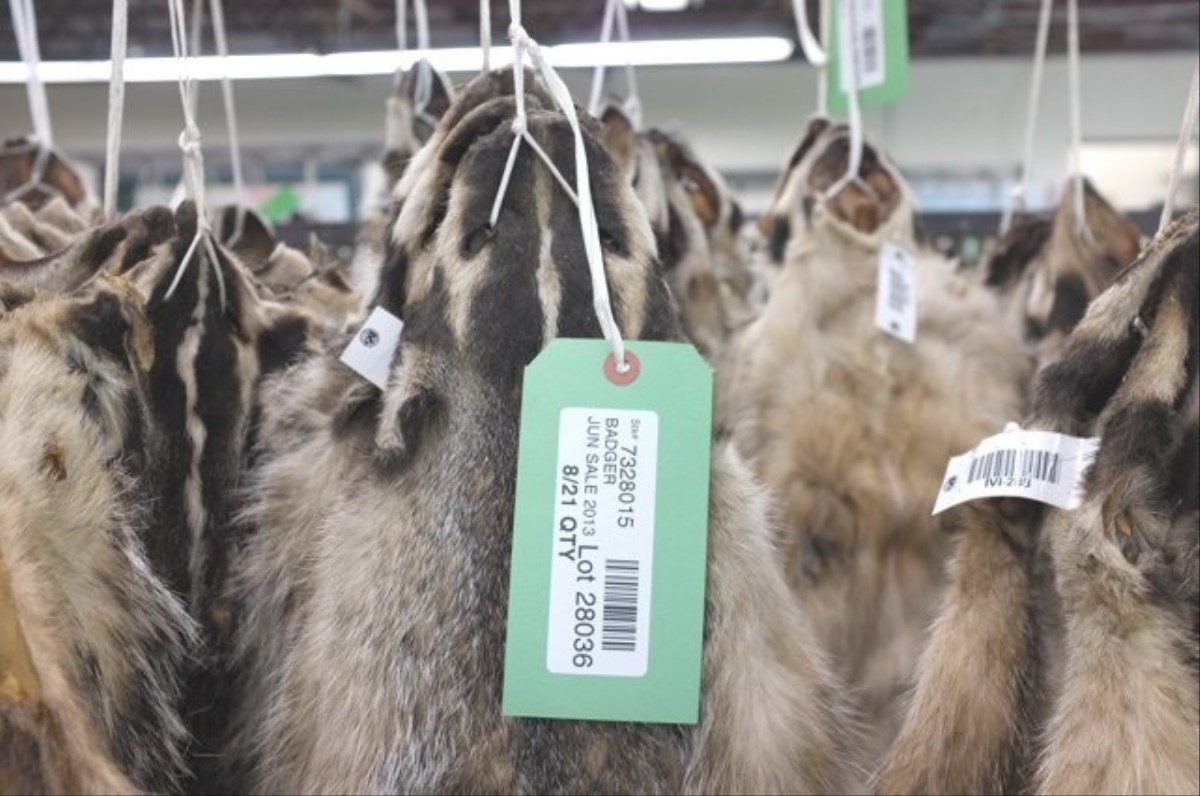 We Went to a Fur Auction in North Bay VICE