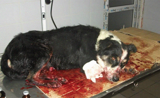 Rumänen töten rudelweise streunende Hunde VICE