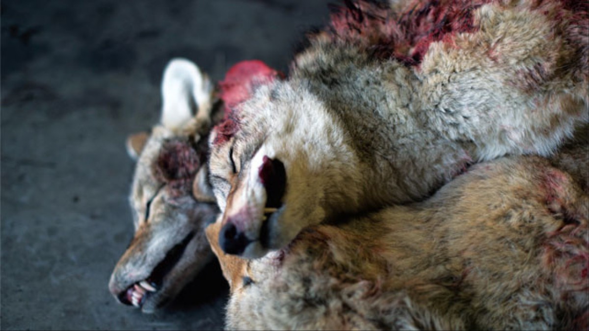 How To Kill A Wolf An Undercover Report From The Idaho
