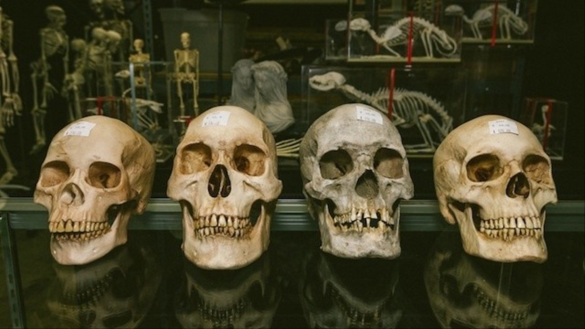 A Visit to the Little Shop Where Hollywood Buys Its Dead Bodies VICE