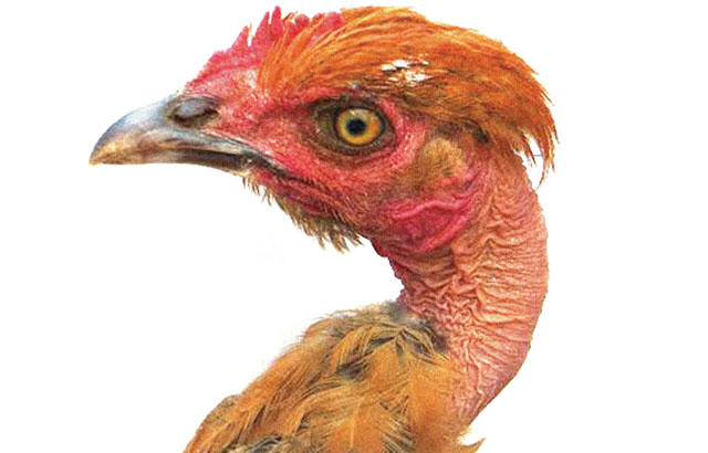 The Future of Chickens