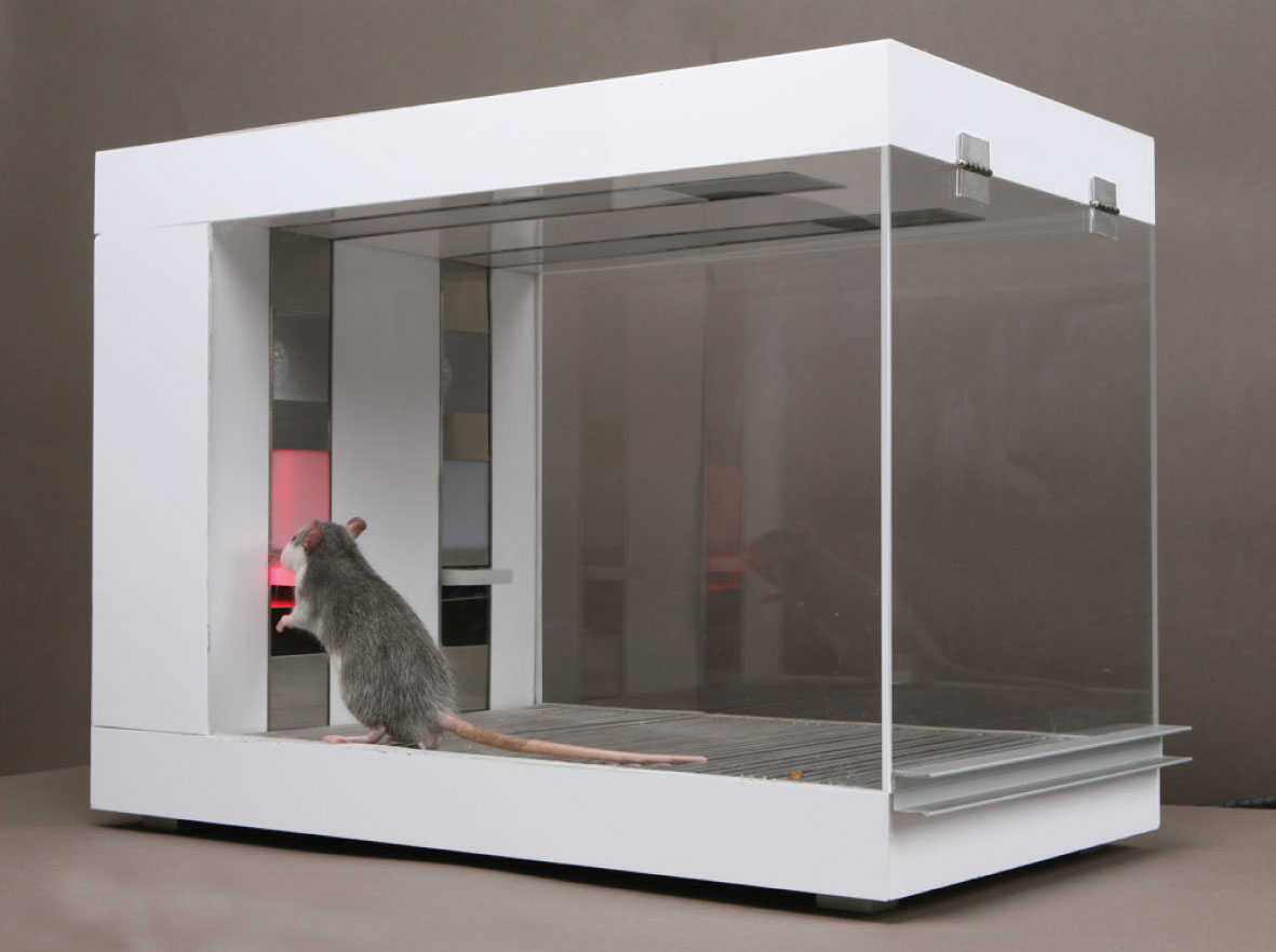 I Trained Rats to Trade, and Win, on Wall Street