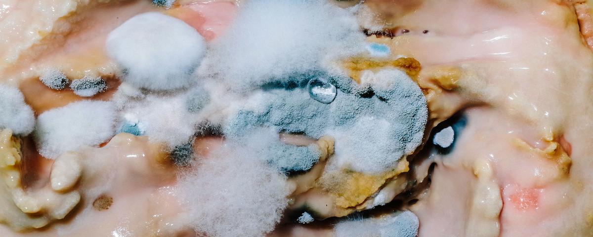 this-couple-took-photos-of-their-mouldy-food-for-a-year