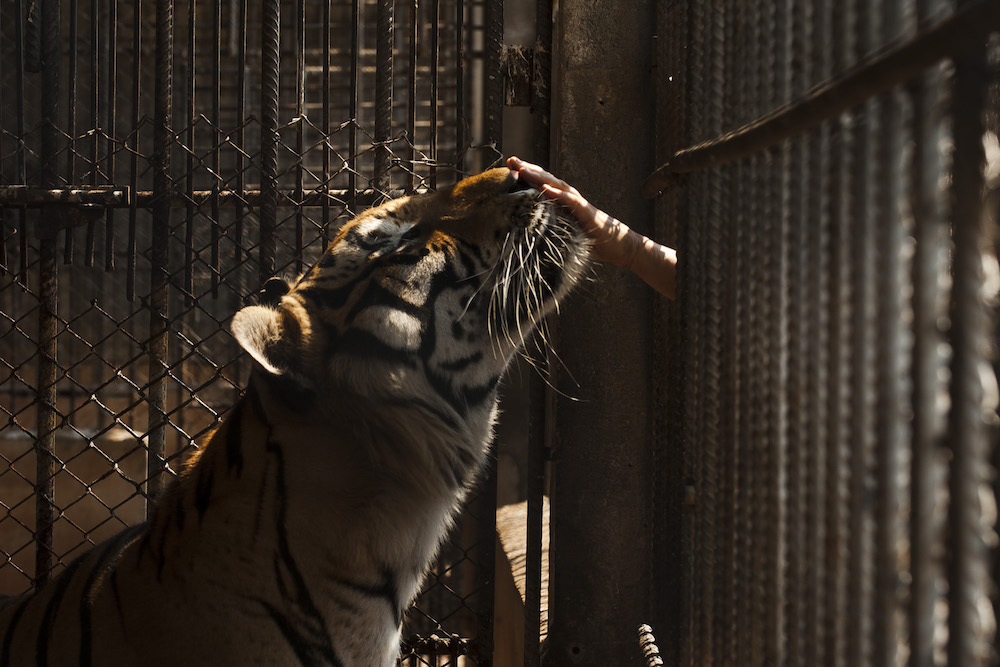 40 dead tiger cubs found in freezer at Thailand's Tiger Temple sanctuary 