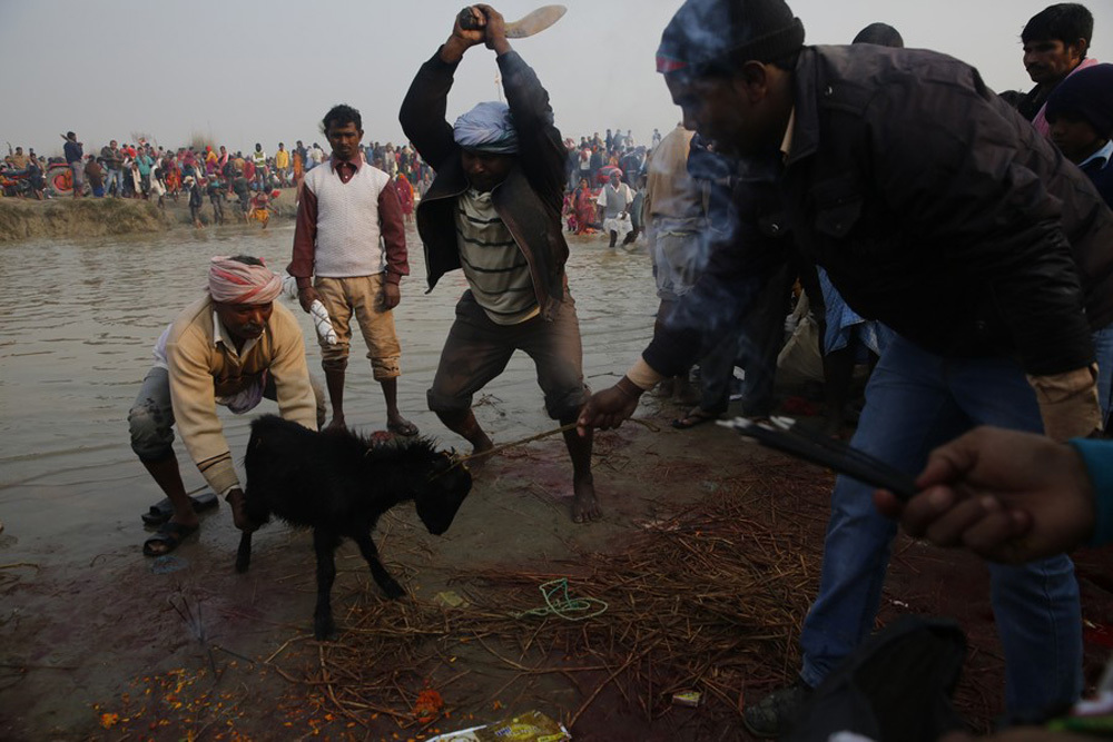 photos-of-animal-sacrifices-from-nepal-s-gadhimai-festival-vice