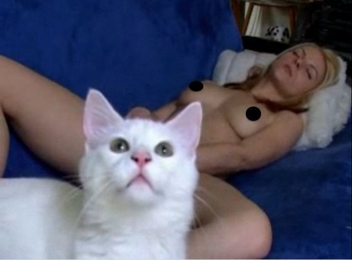Indifferent Cats in Porn