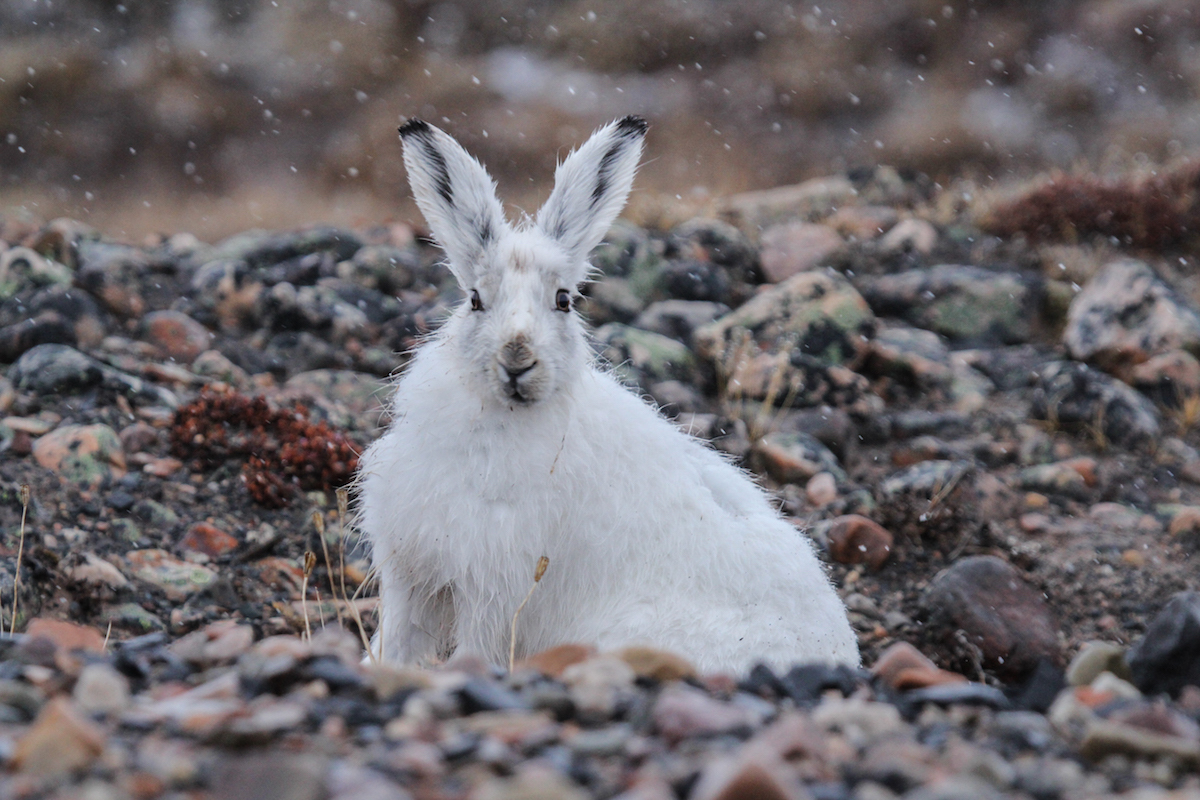 This Nunavut Photographer Takes Stunning Photographs of Arctic Life