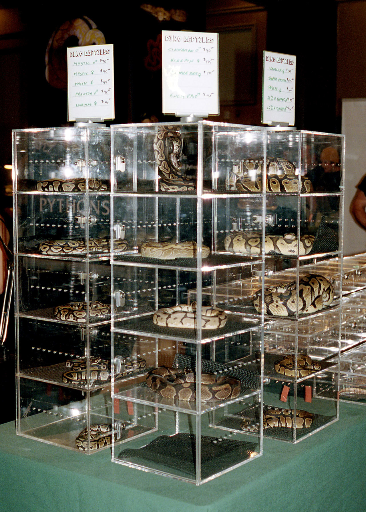 Reptile Expo Display Cases | informacionpublica.svet.gob.gt